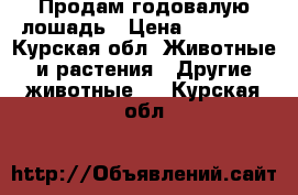 Продам годовалую лошадь › Цена ­ 55 000 - Курская обл. Животные и растения » Другие животные   . Курская обл.
